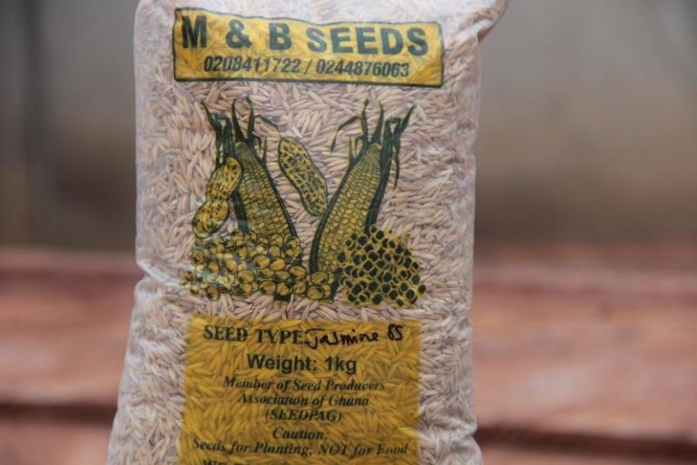 M&B Rice Seeds (Jasmine 8s) – M&B SEEDS